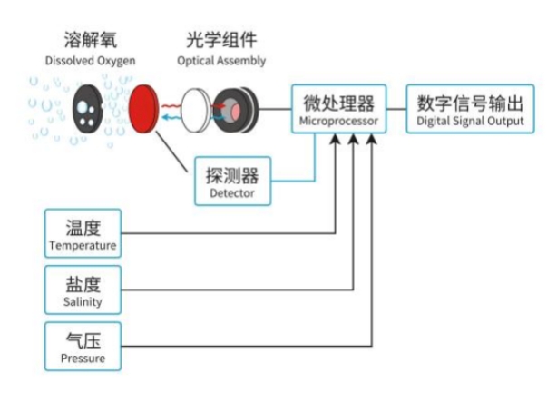 溶解氧傳感器